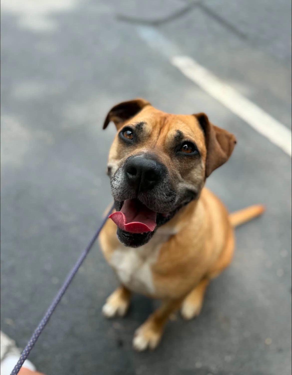 Enlarge Dixie, a ADOPTABLE mixed breed in Griswold, CT image 3/3