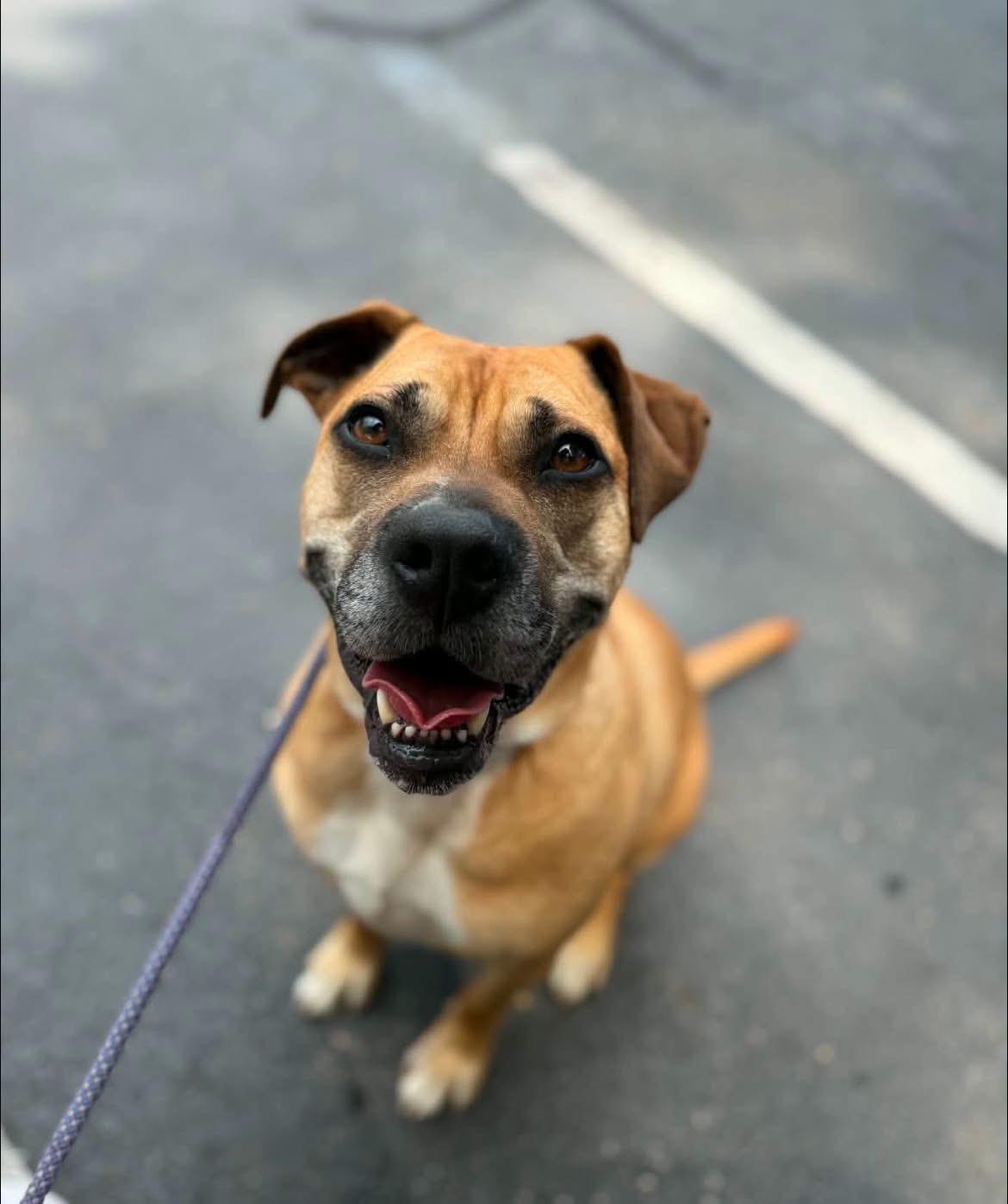 Dixie, ADOPTABLE, Adult Female Black Mouth Cur.