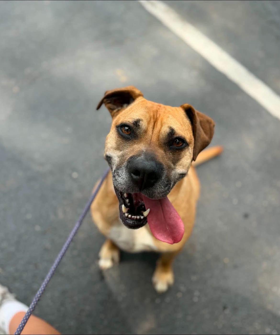 Enlarge Dixie, a ADOPTABLE mixed breed in Griswold, CT image 2/3