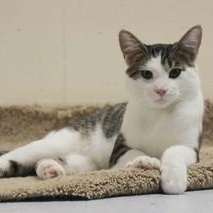 Willow, a Adoptable Domestic Short Hair in Menasha, WI image 1/6