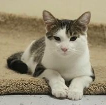 Willow, a Adoptable Domestic Short Hair in Menasha, WI image 2/6