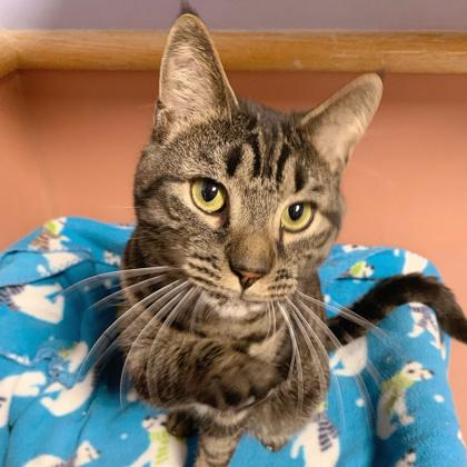 Enlarge Mr. Beans, a Adoptable mixed breed in Madison, WI image 1/3