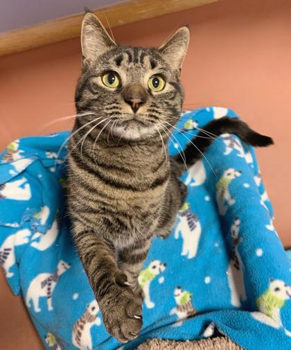 Enlarge Mr. Beans, a Adoptable mixed breed in Madison, WI image 2/3