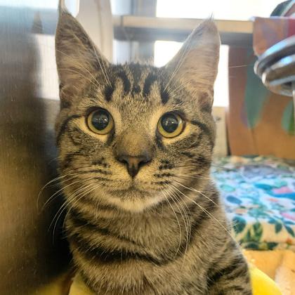 Enlarge Mr. Beans, a Adoptable mixed breed in Madison, WI image 3/3