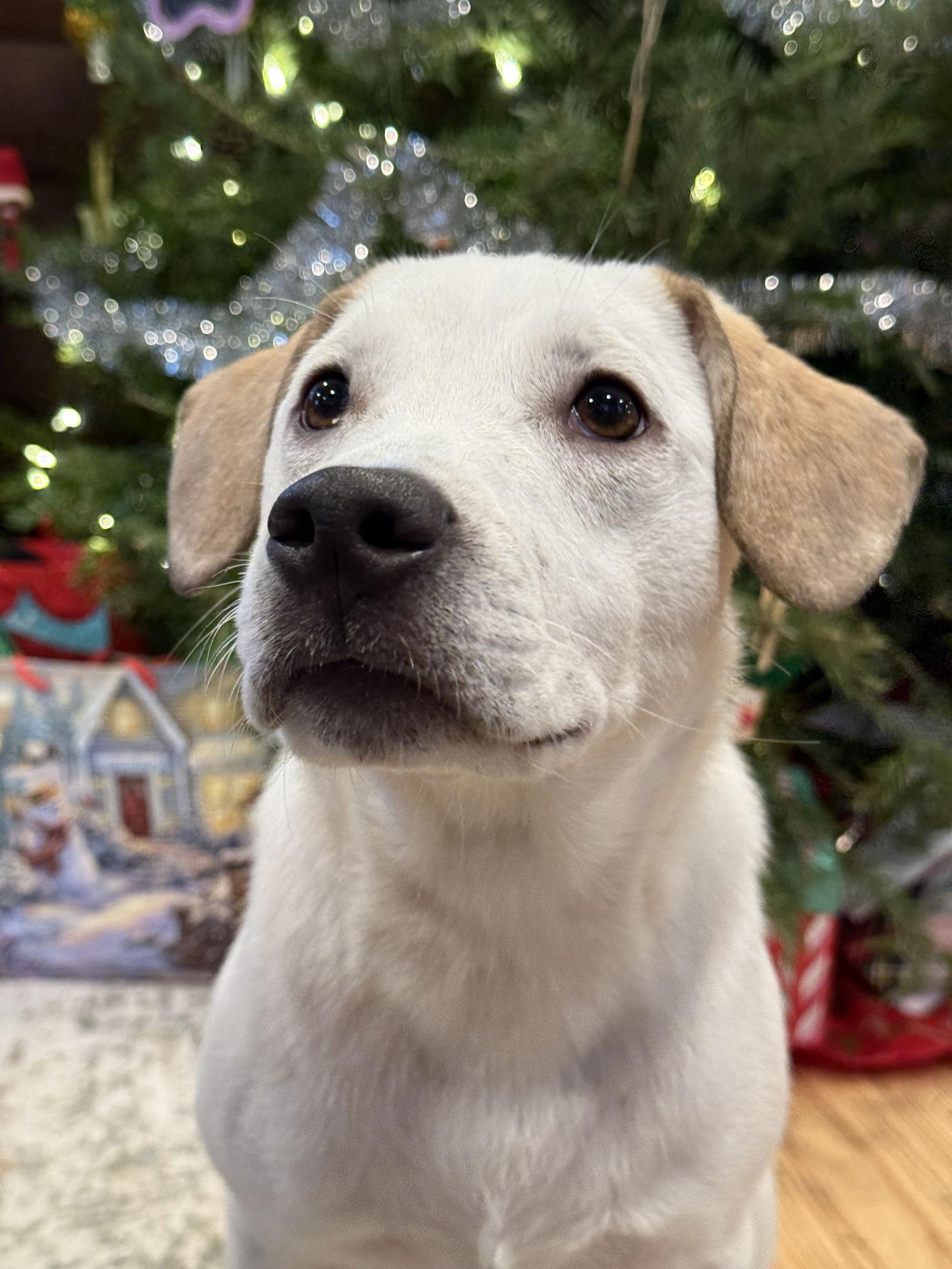 Tom Sawyer Storybook *LOCAL*, Adoptable, Puppy Male Beagle.