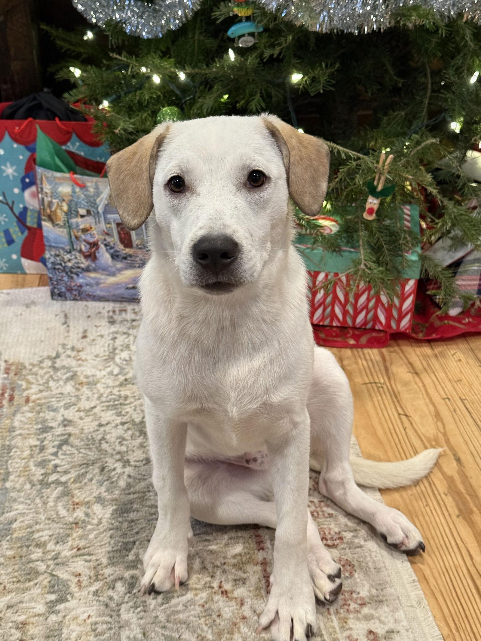 Enlarge Tom Sawyer Storybook *LOCAL*, a Adoptable Beagle in Wakefield, RI image 2/3