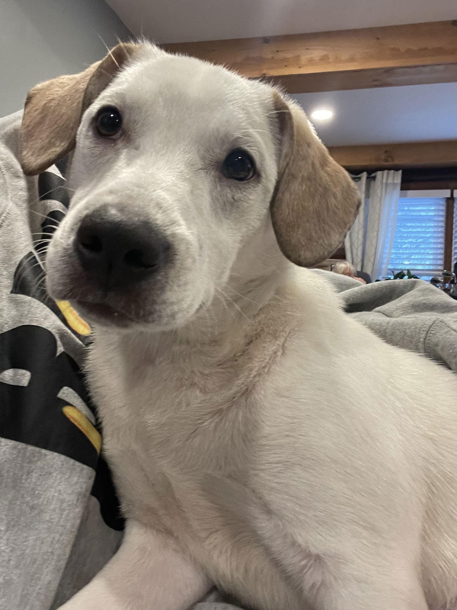 Enlarge Tom Sawyer Storybook *LOCAL*, a Adoptable Beagle in Wakefield, RI image 3/3