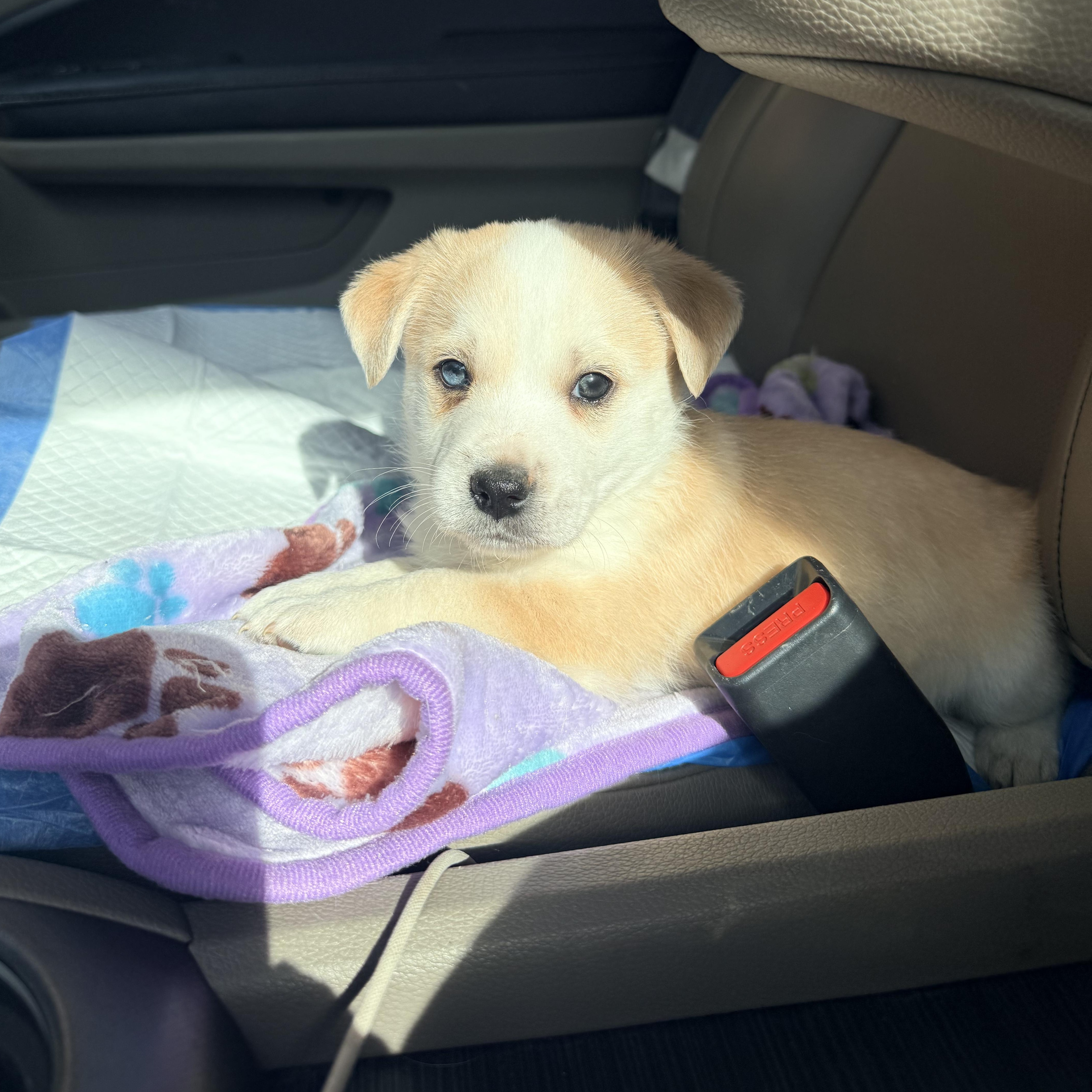Mango, Adopted, Puppy Male Pembroke Welsh Corgi.