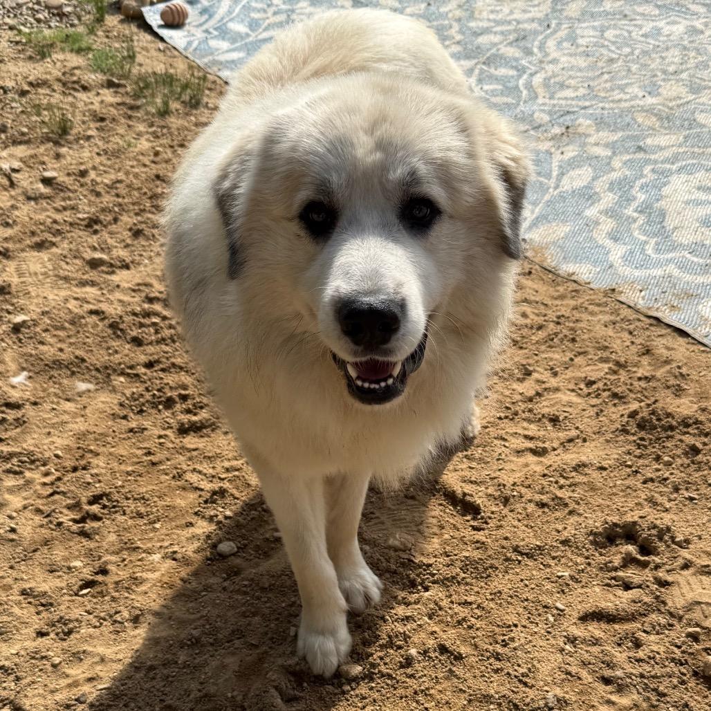 CT Yeti, Adoptable, Young Male Great Pyrenees.