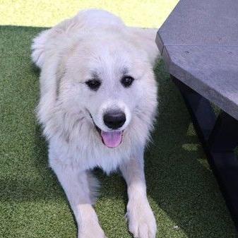 CT Yeti, Adoptable, Young Male Great Pyrenees.