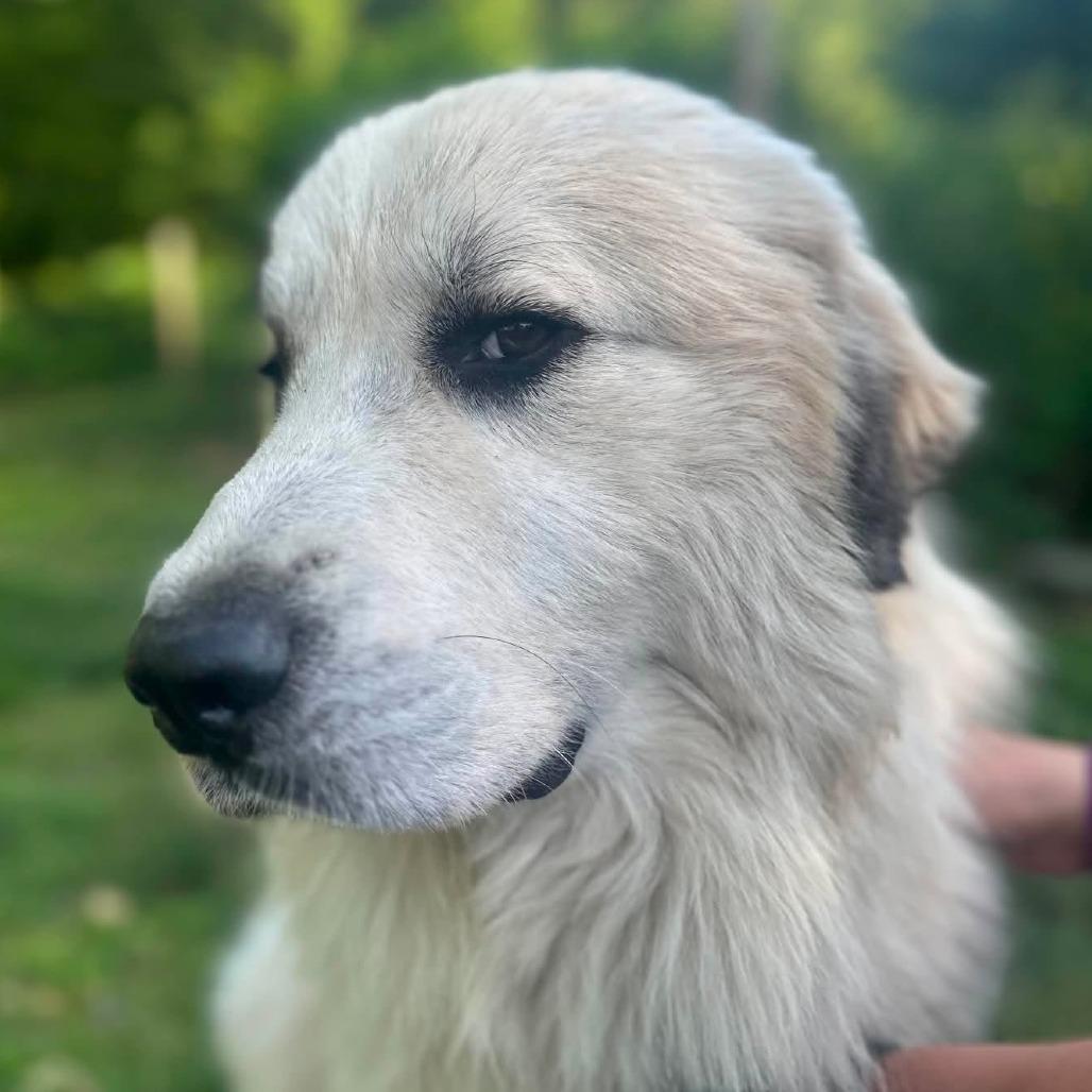 Enlarge CT Yeti, a Adoptable Great Pyrenees in Stormville, NY image 2/3