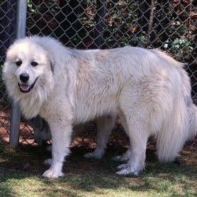Enlarge CT Yeti, a Adoptable Great Pyrenees in Stormville, NY image 3/3