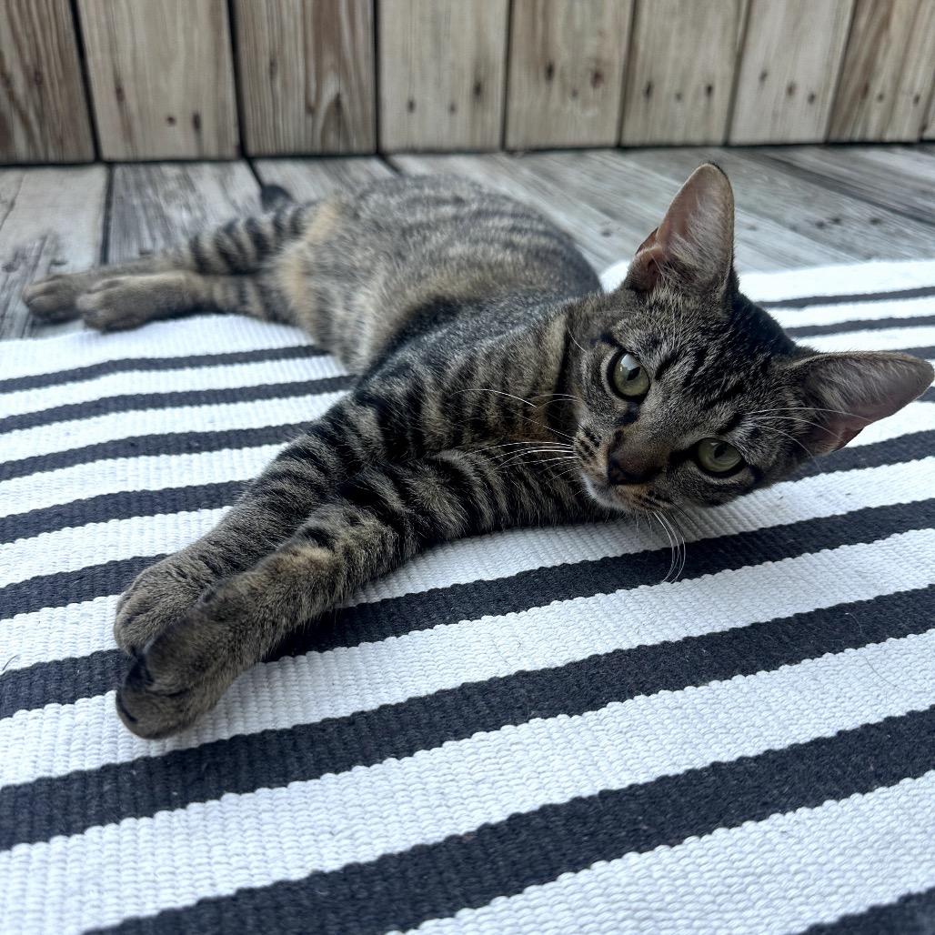 Enlarge Stripes, a Adoptable Domestic Short Hair in Katy, TX image 1/2