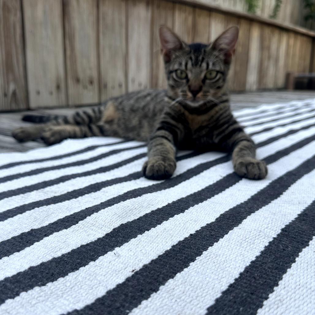 Enlarge Stripes, a Adoptable Domestic Short Hair in Katy, TX image 2/2