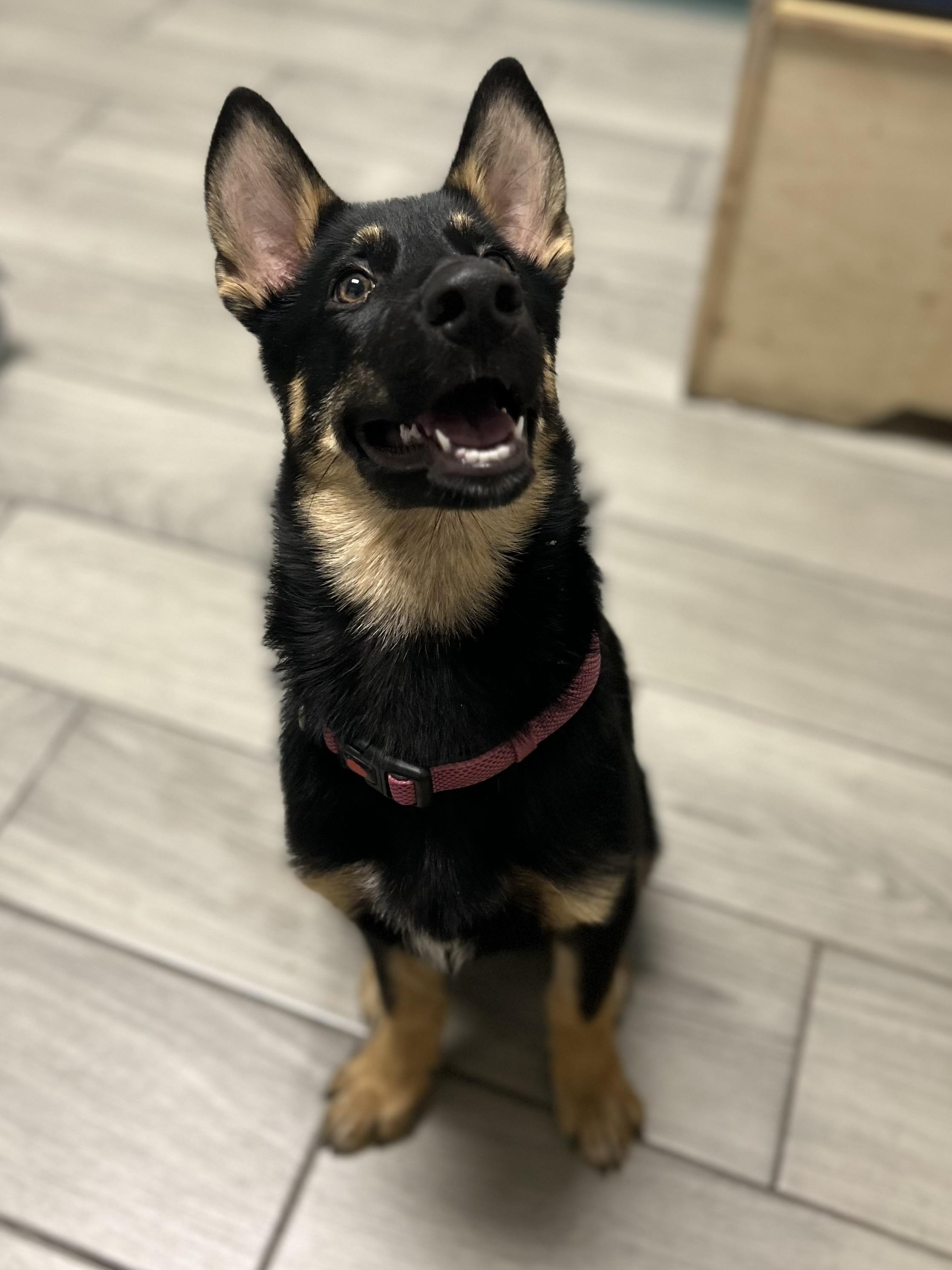 Delta, a Adopted German Shepherd Dog in Houston, TX image 4/4