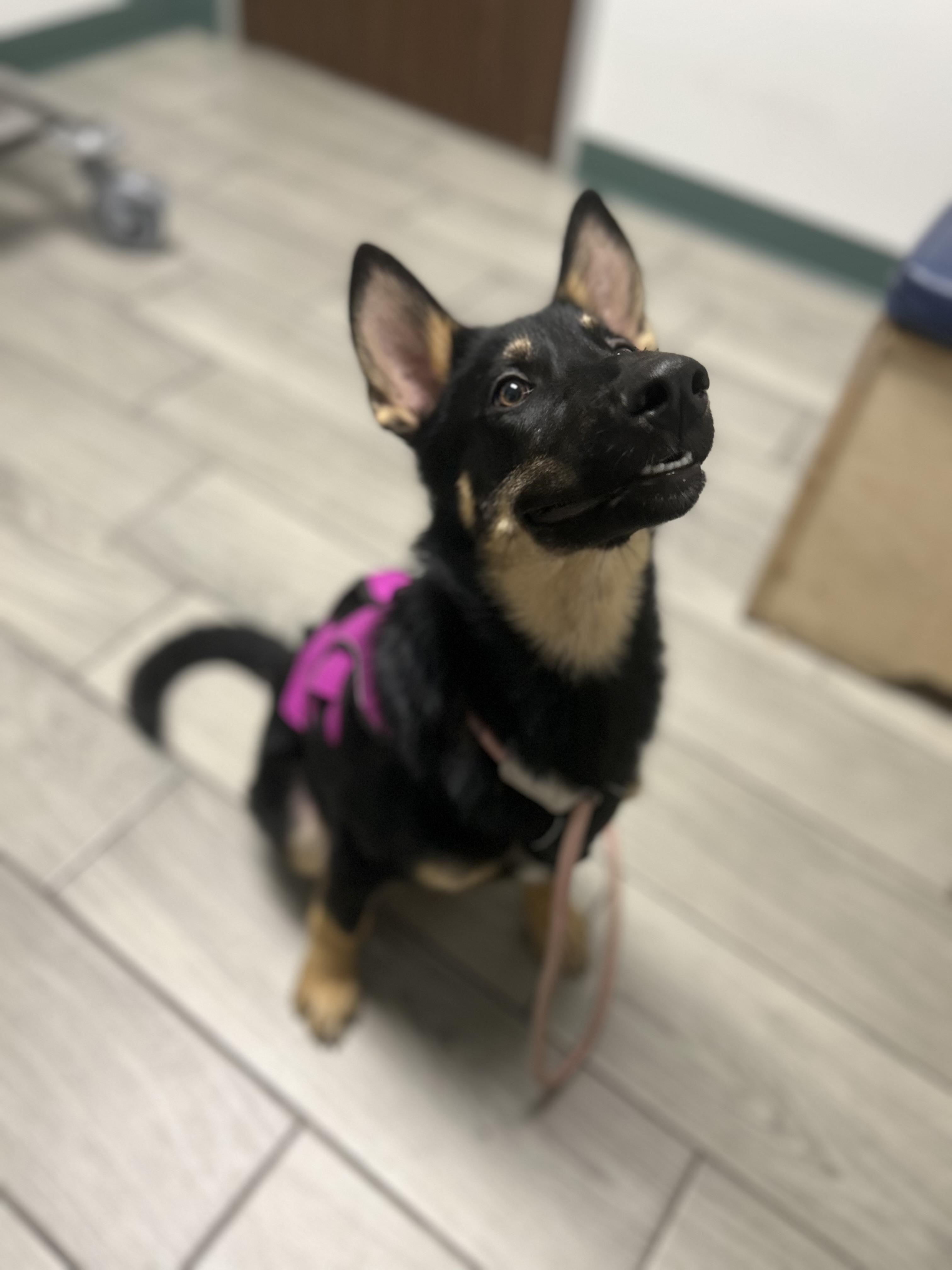 Delta, a Adopted German Shepherd Dog in Houston, TX image 1/4