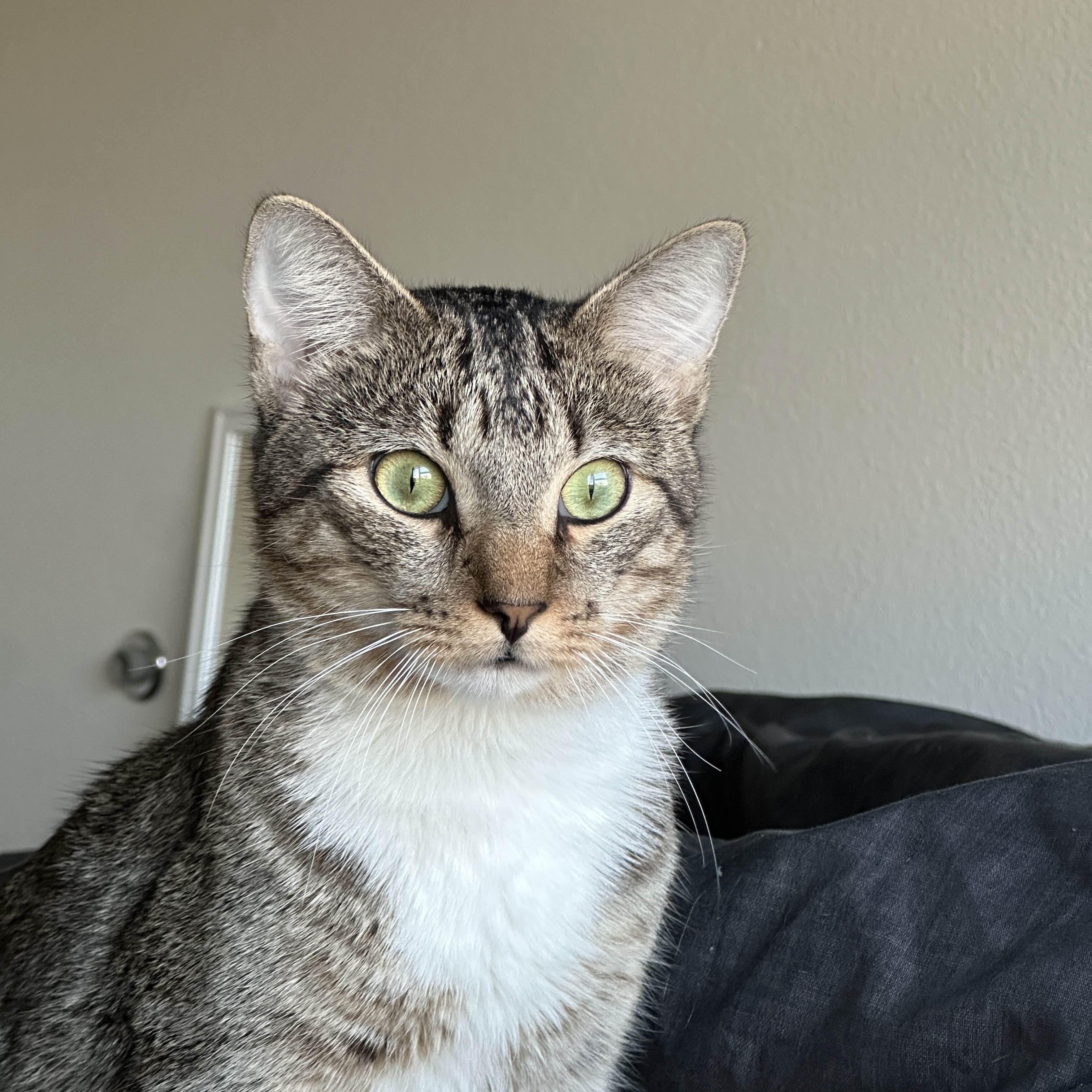 Enlarge Young Gentleman, a Adoptable mixed breed in Brattleboro, VT image 3/5