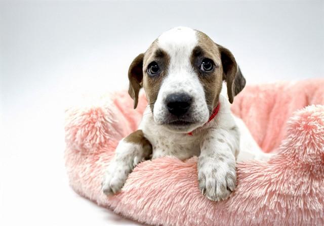 CLARA, Adoptable, Puppy Female Labrador Retriever & Mixed Breed.