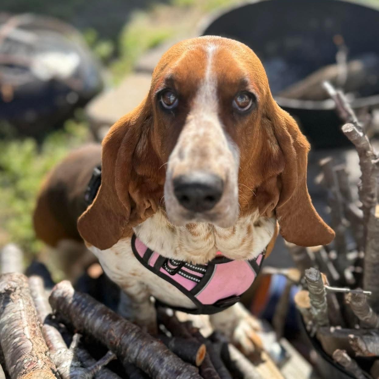 Rosie, a Adoptable Basset Hound in Knoxville, TN image 1/4