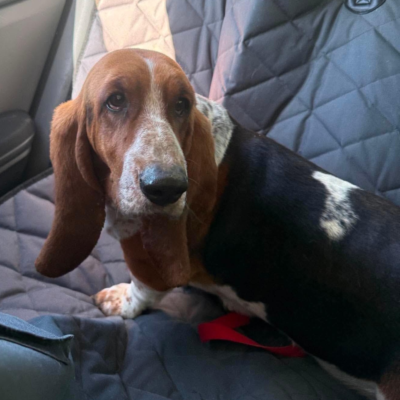 Rosie, a Adoptable Basset Hound in Knoxville, TN image 3/4