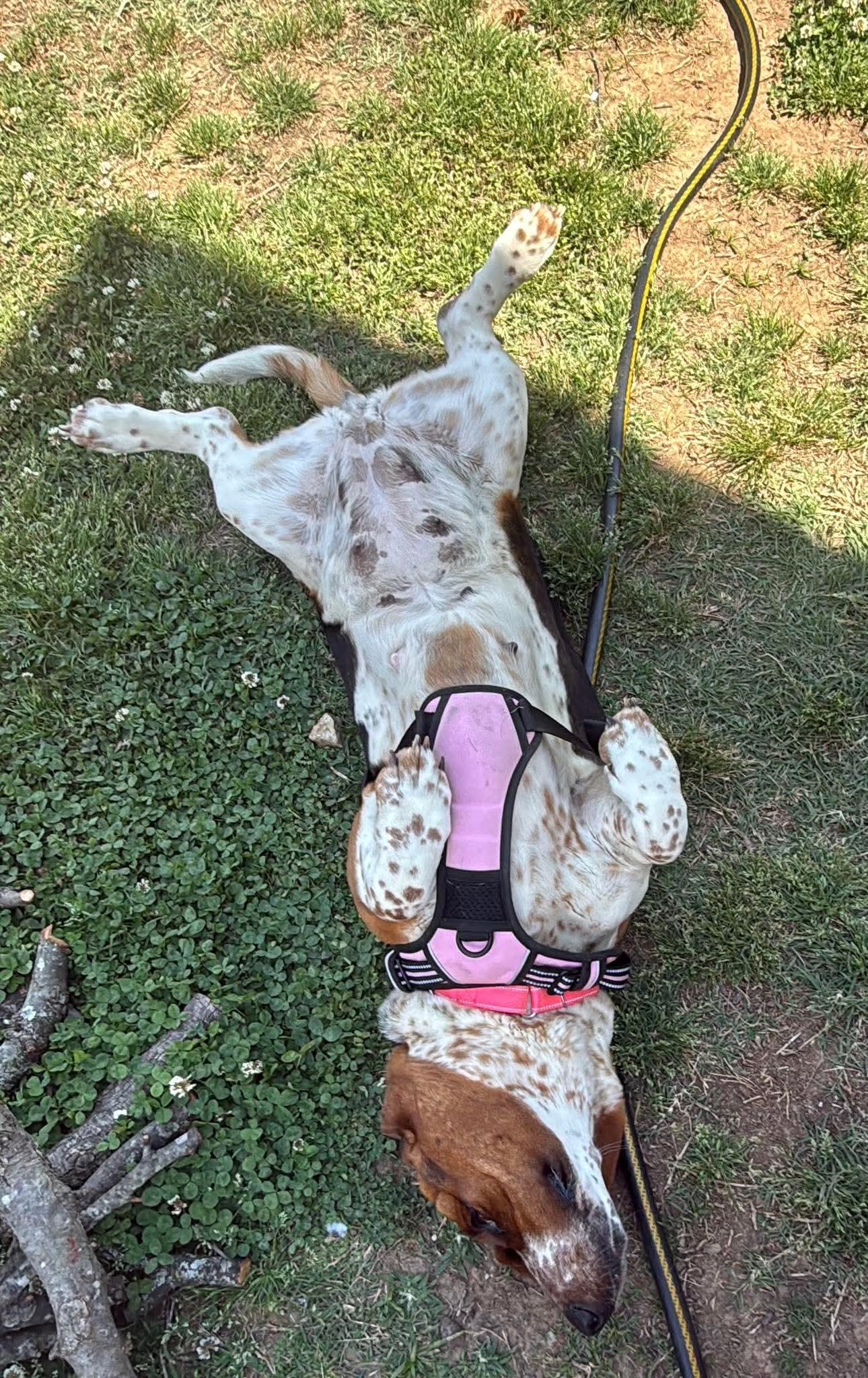 Rosie, a Adoptable Basset Hound in Knoxville, TN image 4/4