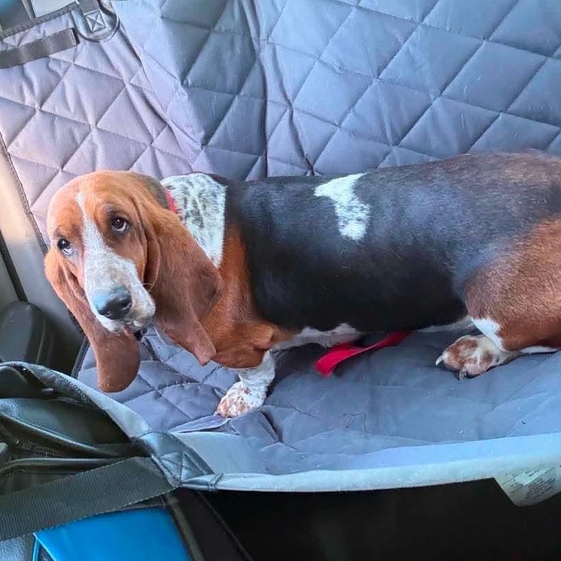 Rosie, a Adoptable Basset Hound in Knoxville, TN image 2/4
