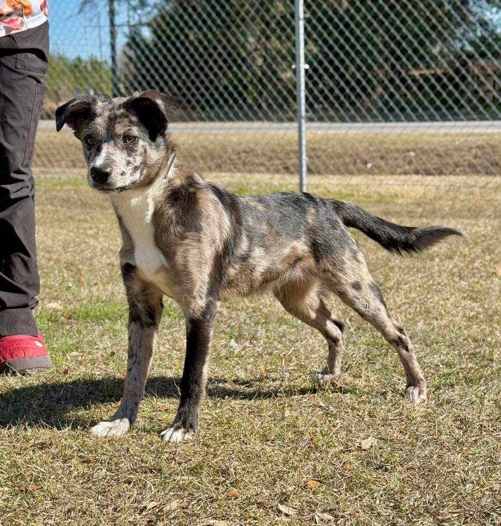 Astro, Adoptable, Puppy Male Mixed Breed.