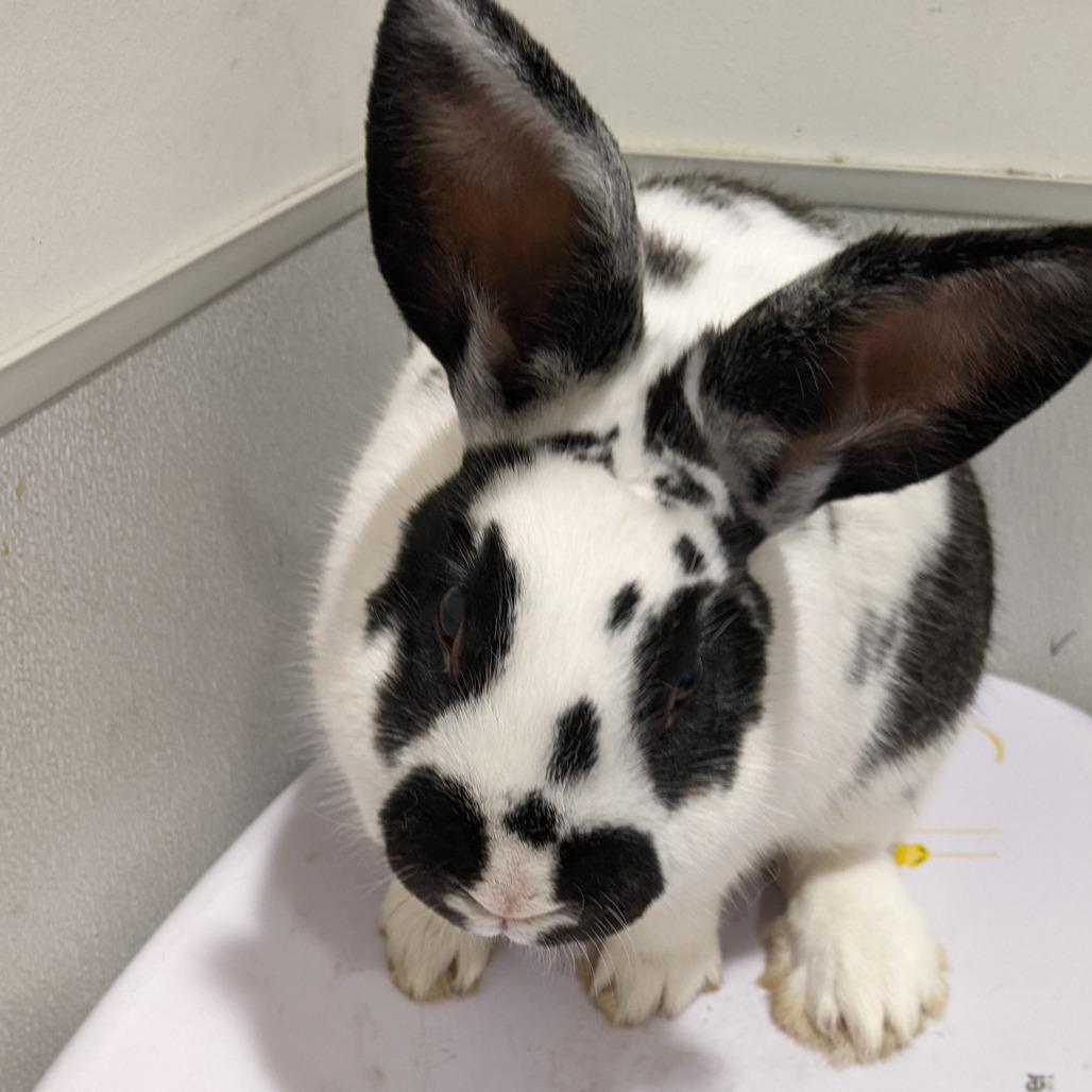 Jude, Adoptable, Adult Male American.