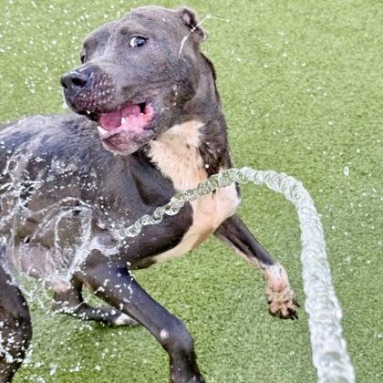 Spooky, Adoptable, Adult Male Mixed Breed & Mixed Breed.