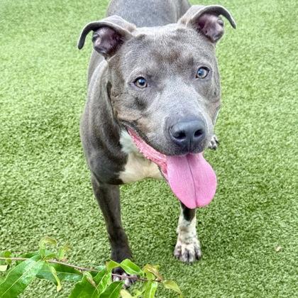 Spooky, a Adoptable mixed breed in Largo, FL image 2/3