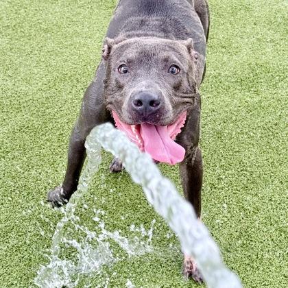Spooky, a Adoptable mixed breed in Largo, FL image 3/3