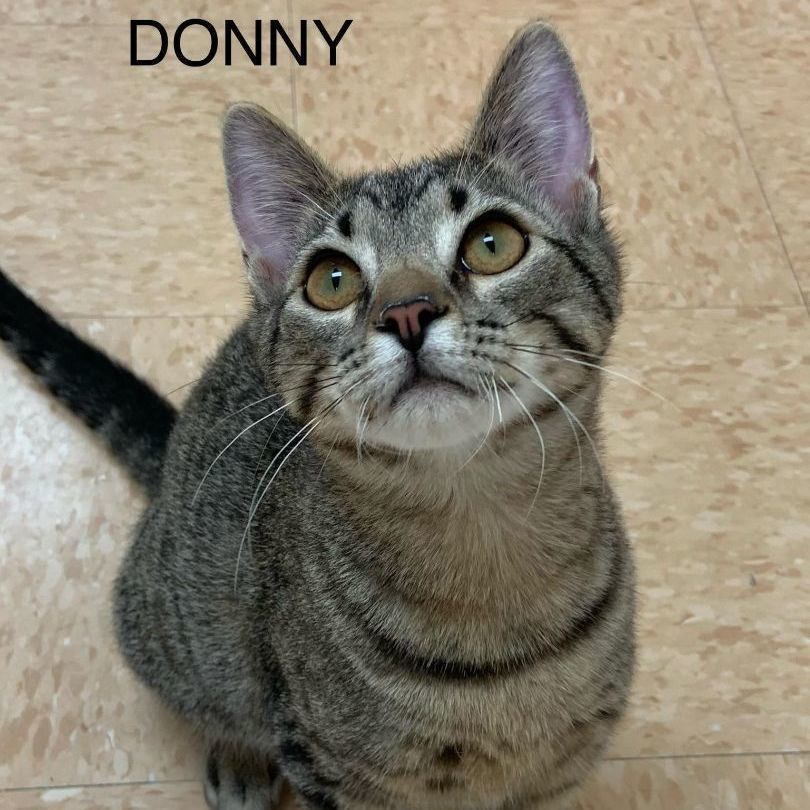 Enlarge Donny, a Adoptable Tabby in Rushville, IL image 1/1