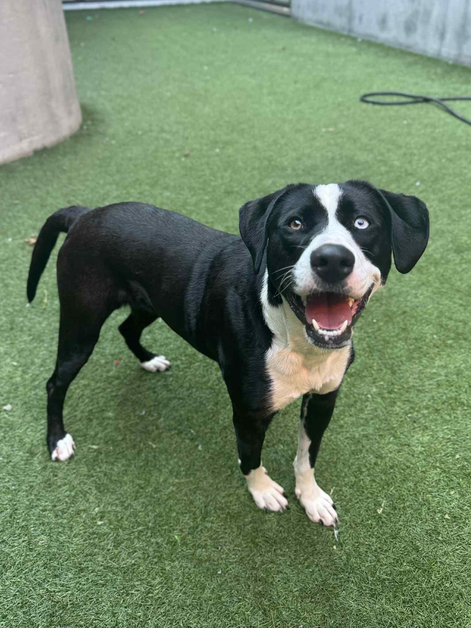 Enlarge Lisa, a Adoptable mixed breed in Bend, OR image 1/4