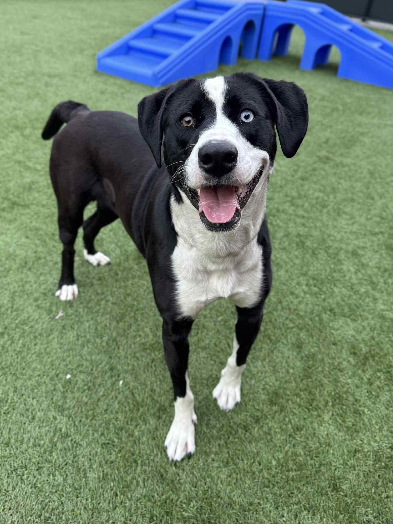 Enlarge Lisa, a Adoptable mixed breed in Bend, OR image 2/4