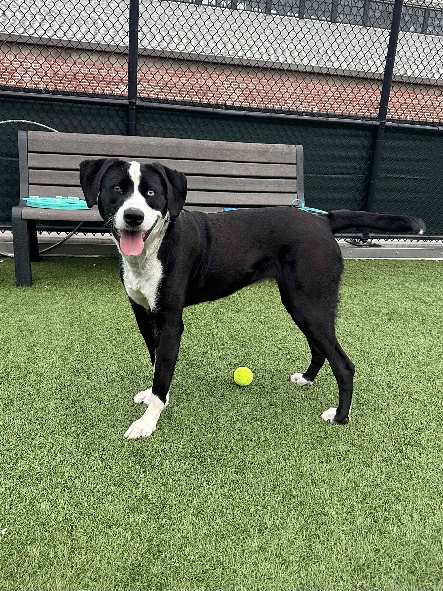 Enlarge Lisa, a Adoptable mixed breed in Bend, OR image 3/4