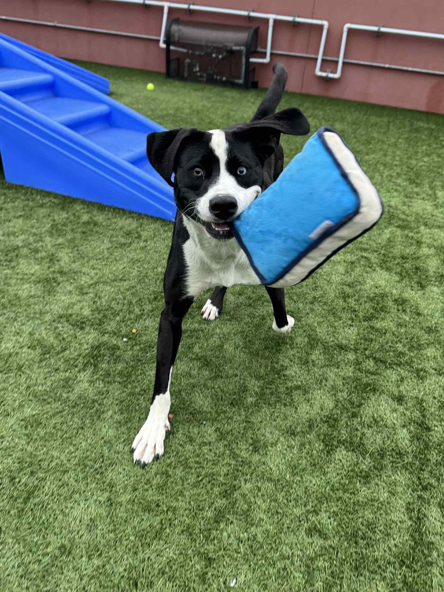 Enlarge Lisa, a Adoptable mixed breed in Bend, OR image 4/4