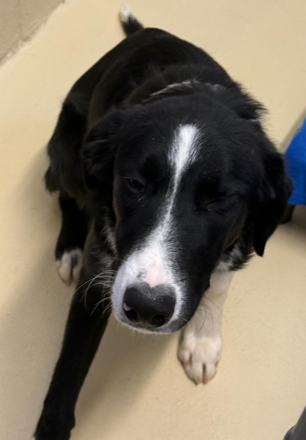 Rambo, ADOPTABLE, Young Male Border Collie.