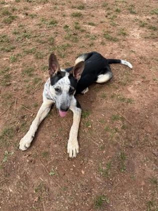 Enlarge Patches, a Adoptable mixed breed in Cumming, GA image 2/3