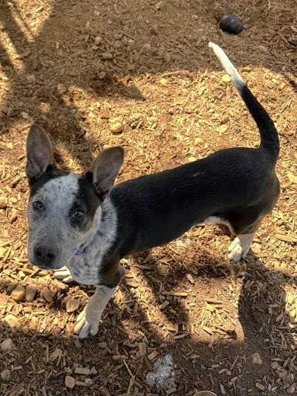 Patches, Adoptable, Puppy Female Cattle Dog & Mixed Breed.