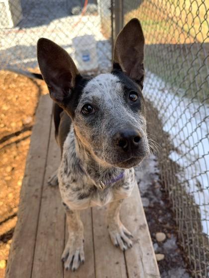 Enlarge Patches, a Adoptable mixed breed in Cumming, GA image 1/3
