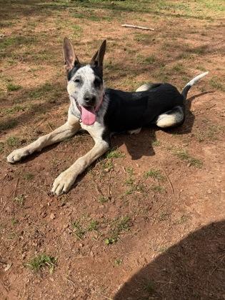 Enlarge Patches, a Adoptable mixed breed in Cumming, GA image 2/3