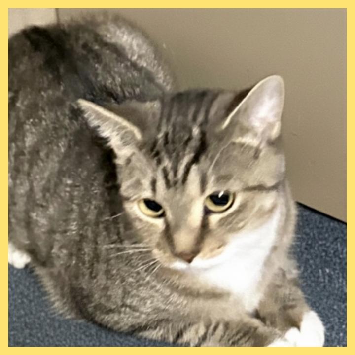 Minnie, Adopted, Young Female Domestic Short Hair.