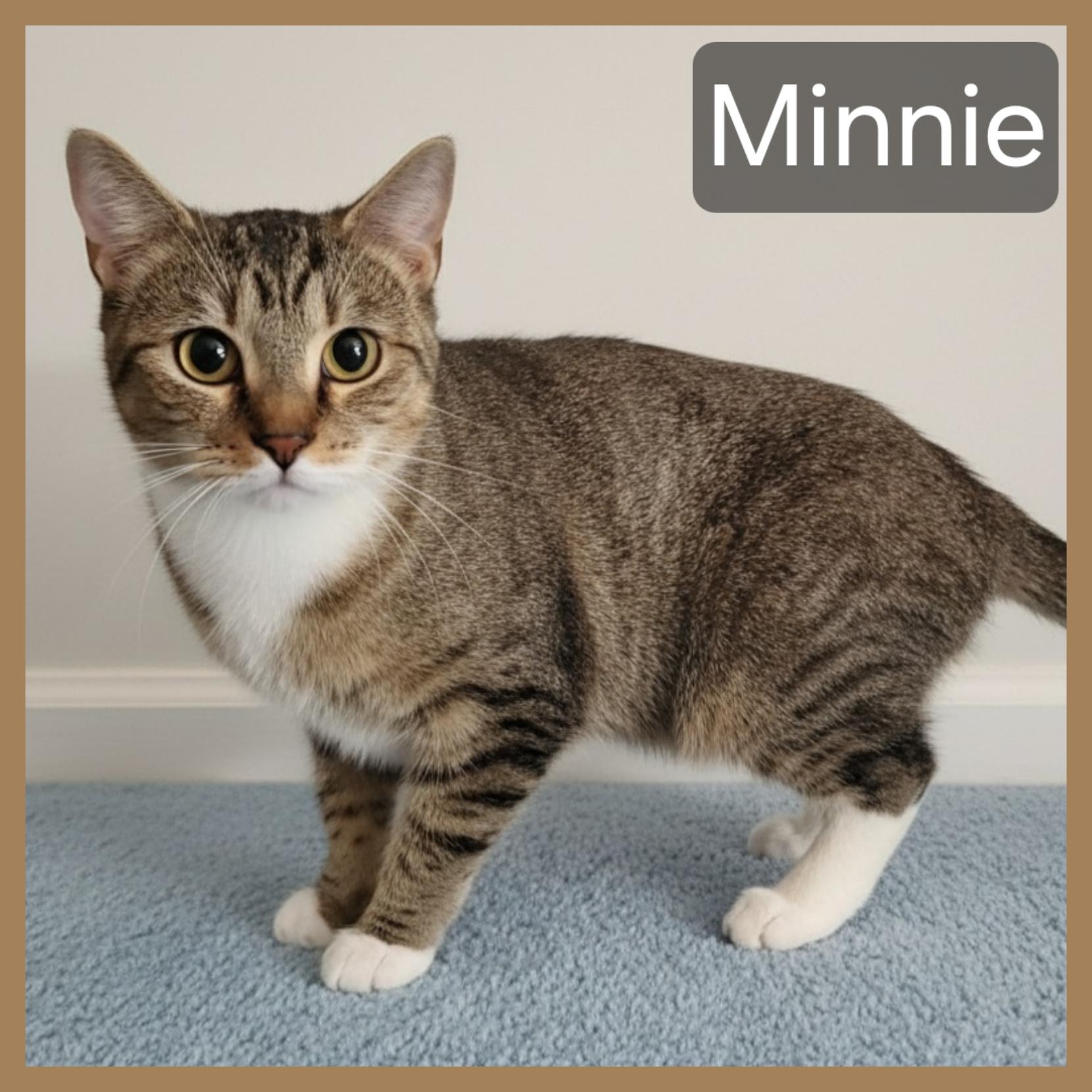 Enlarge Minnie, a Adopted Domestic Short Hair in Lansdowne, PA image 2/2