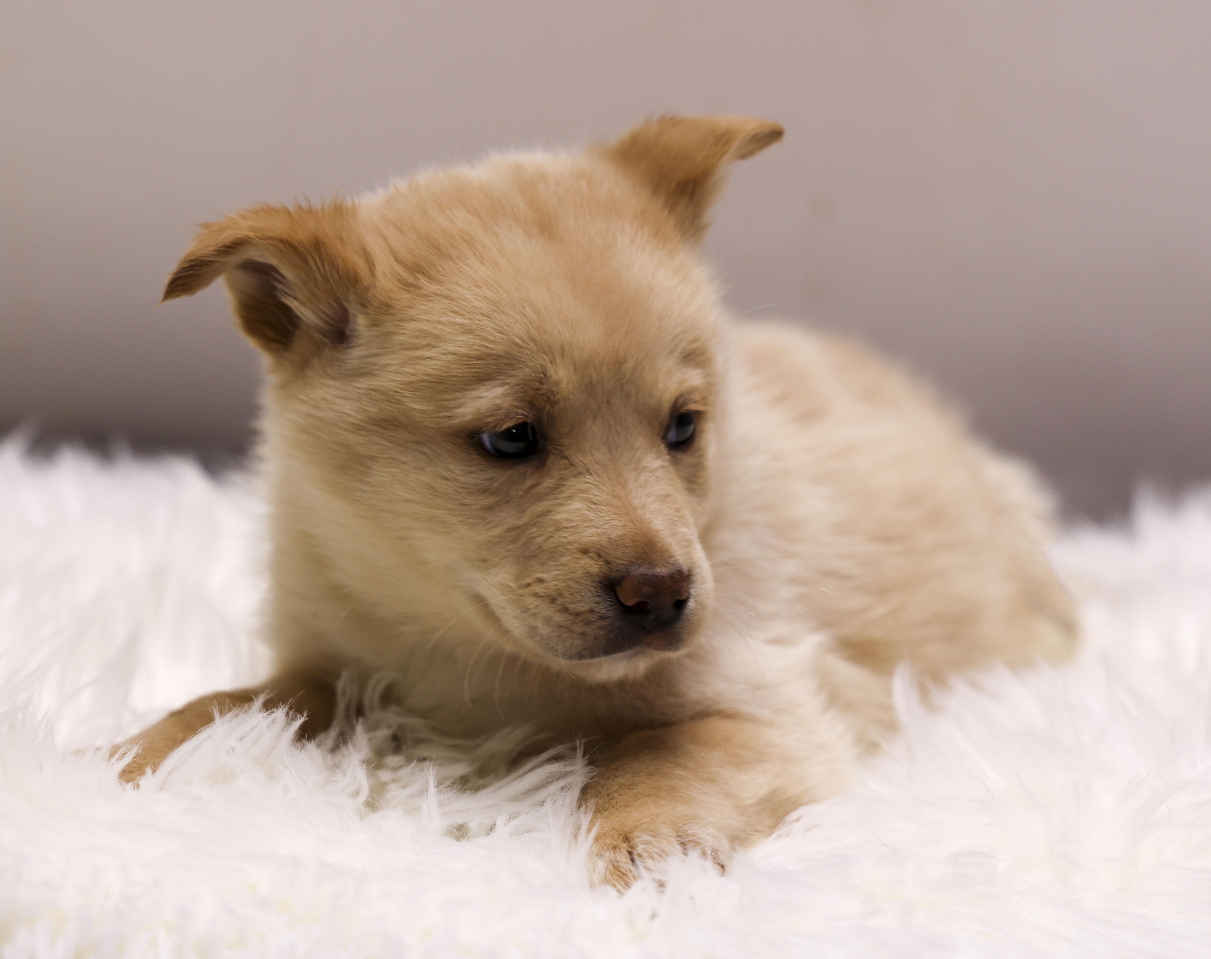 Enlarge The Gorgeous Girls Litter -- Violet, an adopted Mixed Breed in Casa Grande, AZ image 2/4