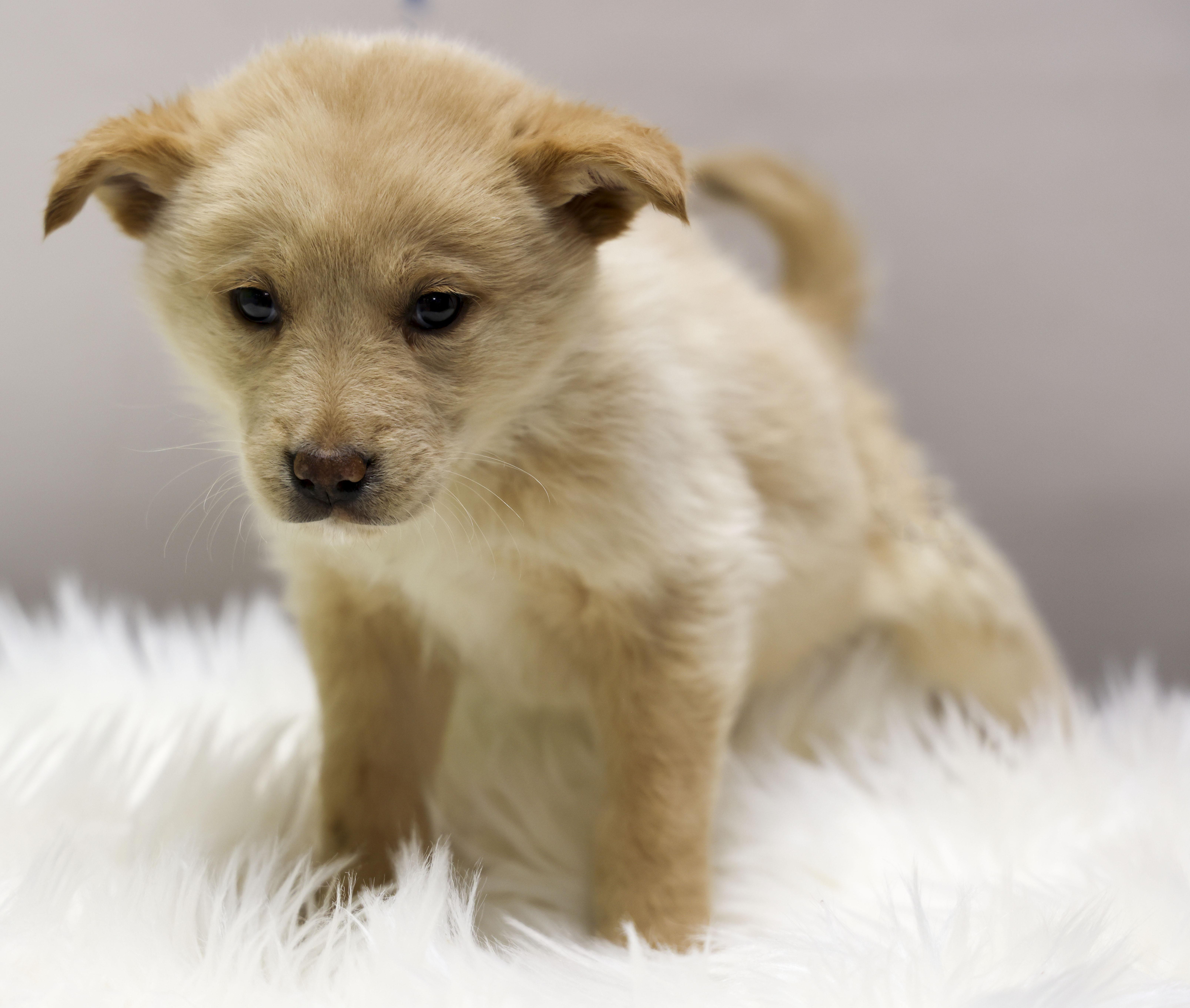 Enlarge The Gorgeous Girls Litter -- Violet, an adopted Mixed Breed in Casa Grande, AZ image 1/4