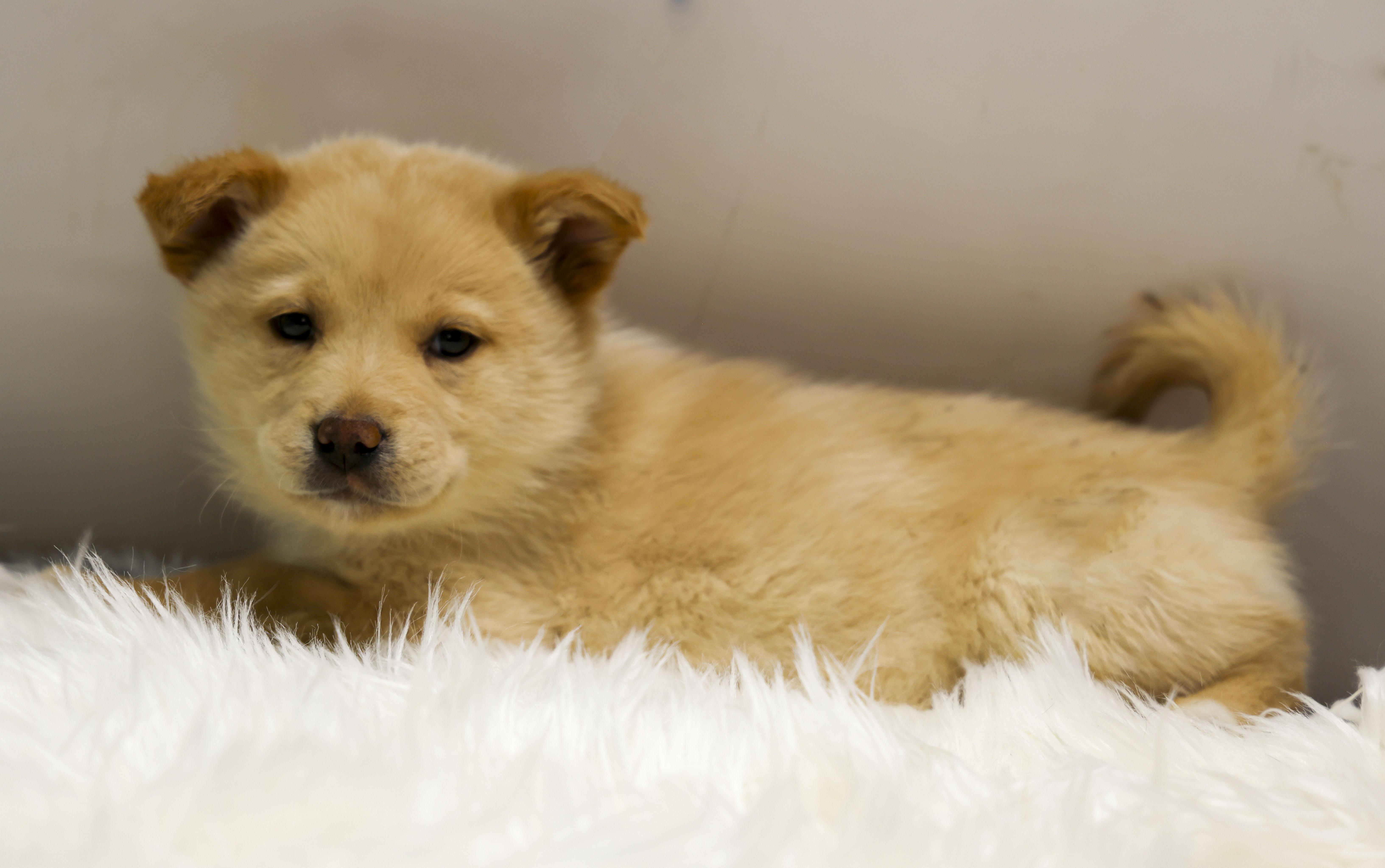 Enlarge The Gorgeous Girls Litter -- Violet, an adopted Mixed Breed in Casa Grande, AZ image 3/4