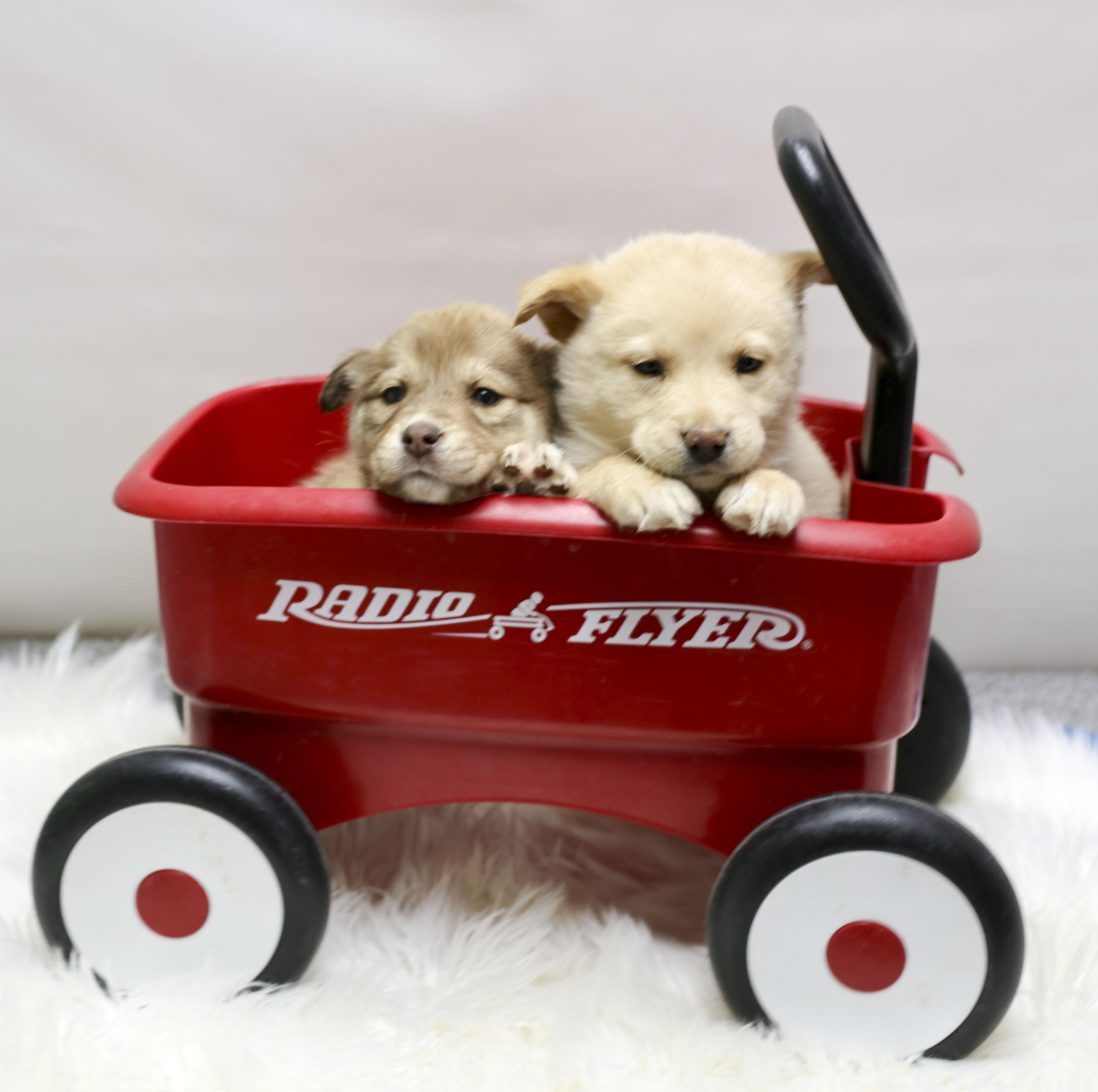 Enlarge The Gorgeous Girls Litter -- Violet, an adopted Mixed Breed in Casa Grande, AZ image 4/4