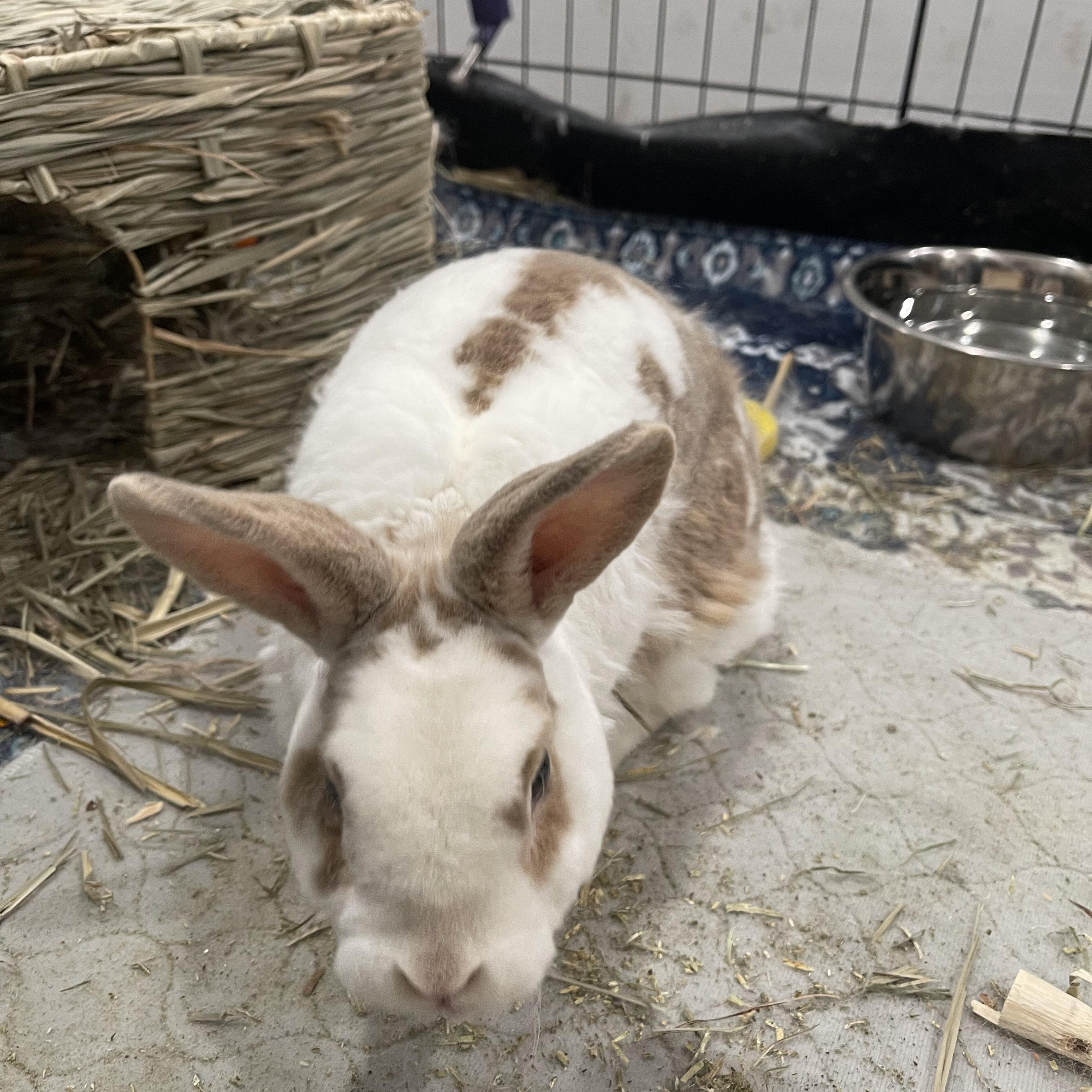 Max, Adoptable, Adult Male American.