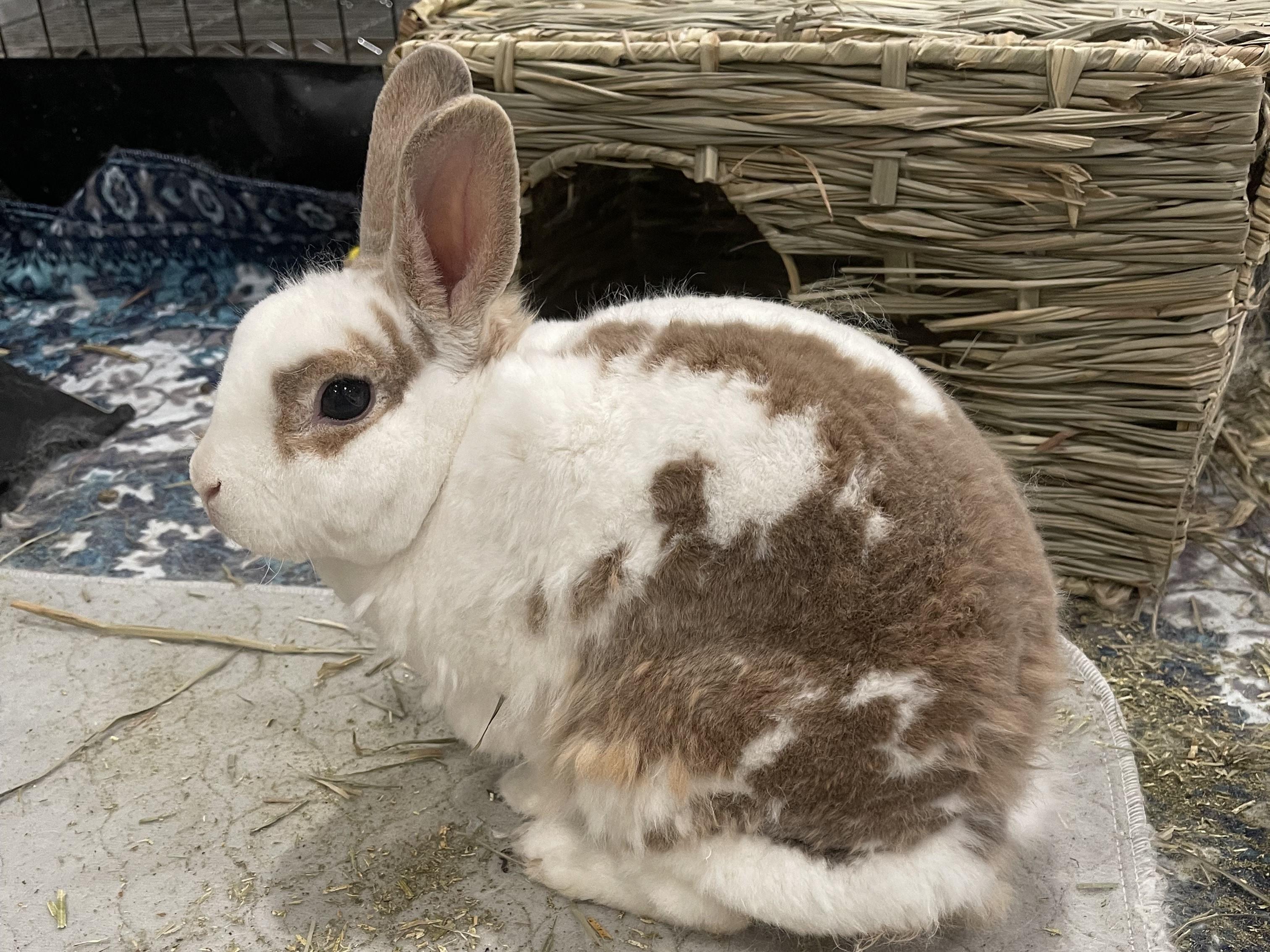 Enlarge Max, a Adoptable American in Lee's Summit, MO image 2/2