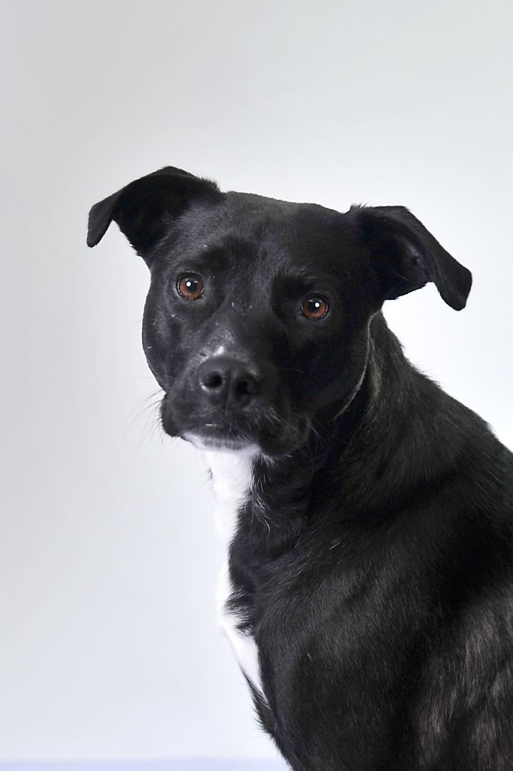 Allie- PERFECT PATIENT HOME NEEDED!!, a Adoptable mixed breed in Wood Dale, IL image 1/6